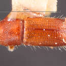 Image of Pityophthorus antillicus Bright 1981