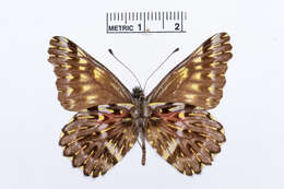 Image of Catasticta tricolor Butler 1897