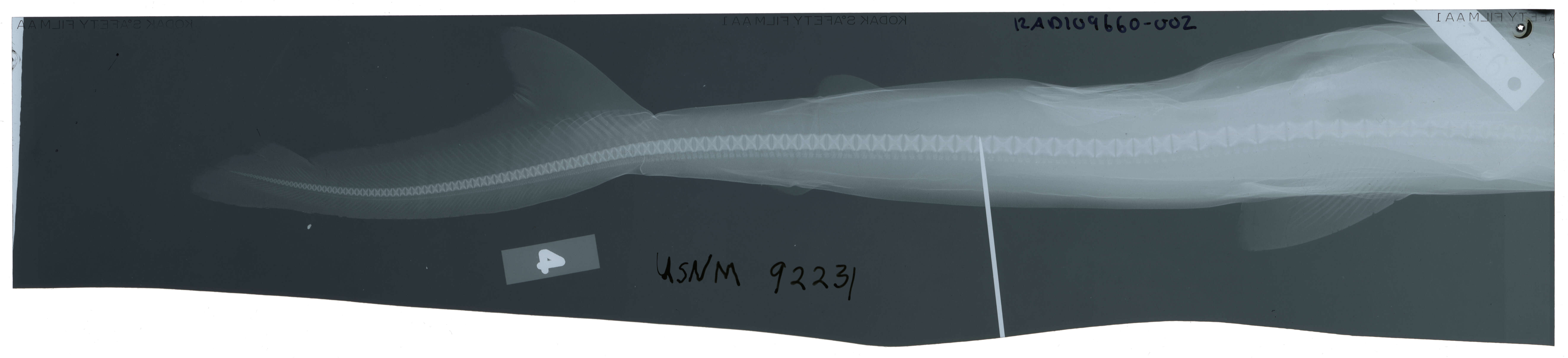 Imagem de Rhizoprionodon terraenovae (Richardson 1836)