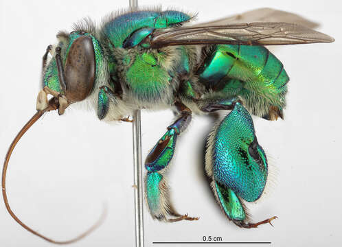 Image of Euglossa securigera Dressler 1982