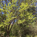 Image de Ulmus chenmoui Cheng