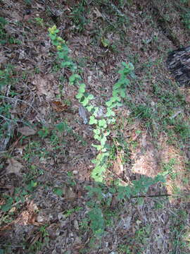 Image of Curtiss' lespedeza