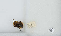 Image de Bombus insularis (Smith 1861)