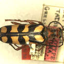 Sivun Leptura guerryi Pic 1902 kuva