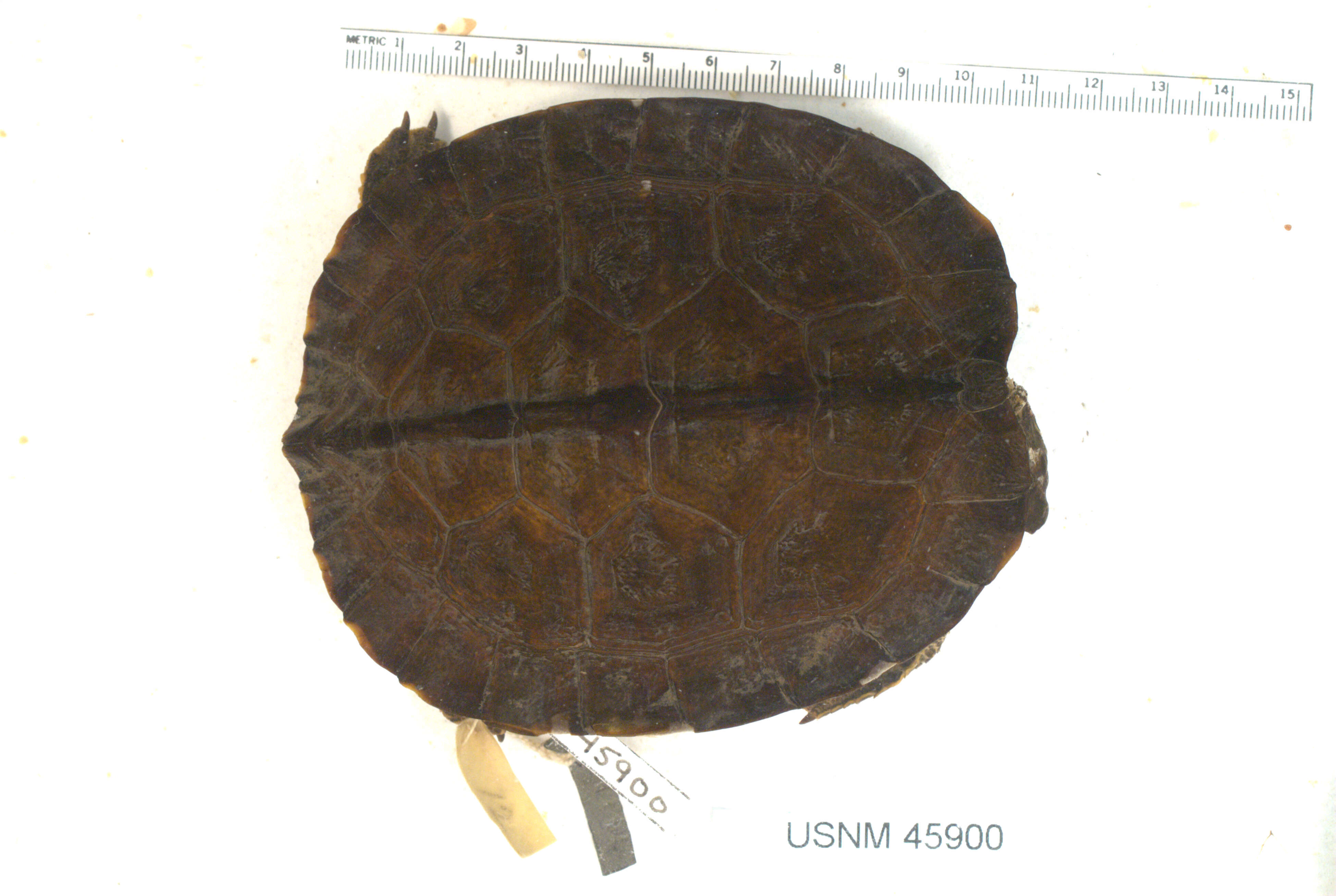 Image of Black River Turtle