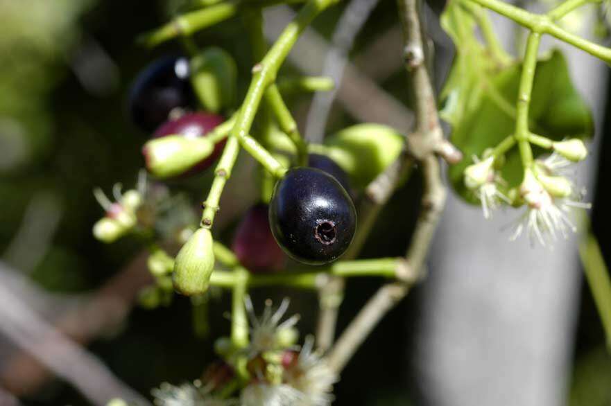 Image of Java plum