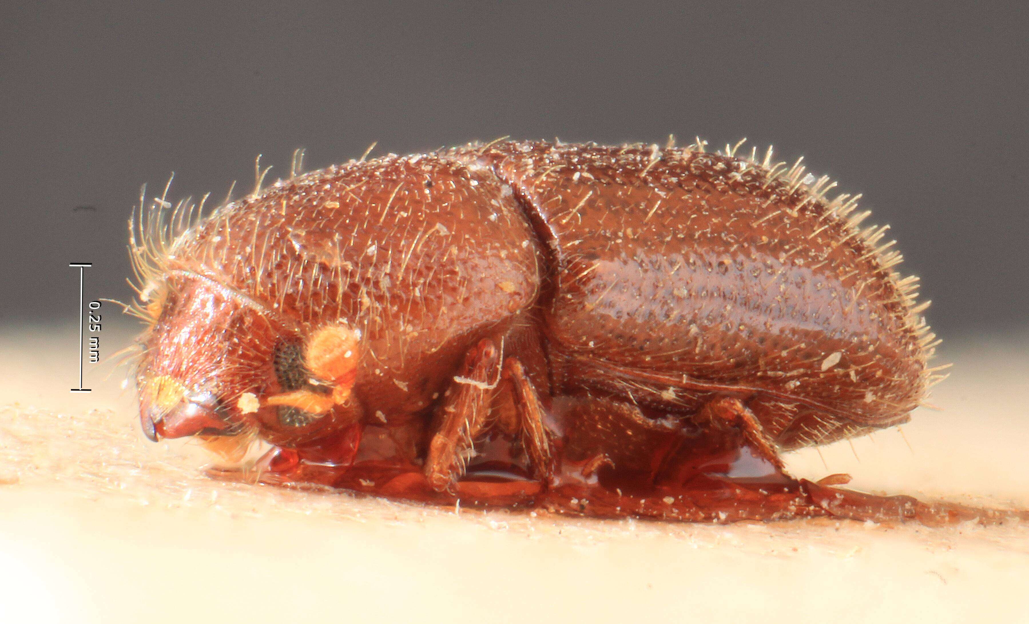 Image of Poecilips brevior Eggers 1927