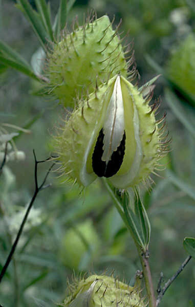 Image of Asclepias physocarpa (E. Mey.) Schltr.