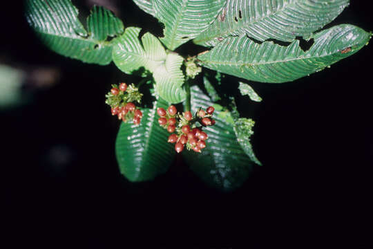 Image of Psychotria L.