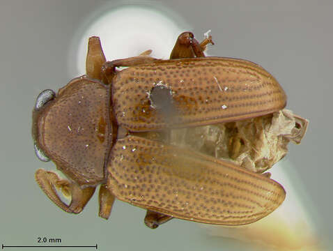 صورة Colaspis Fabricius 1801