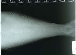 Image of Black cigarfish