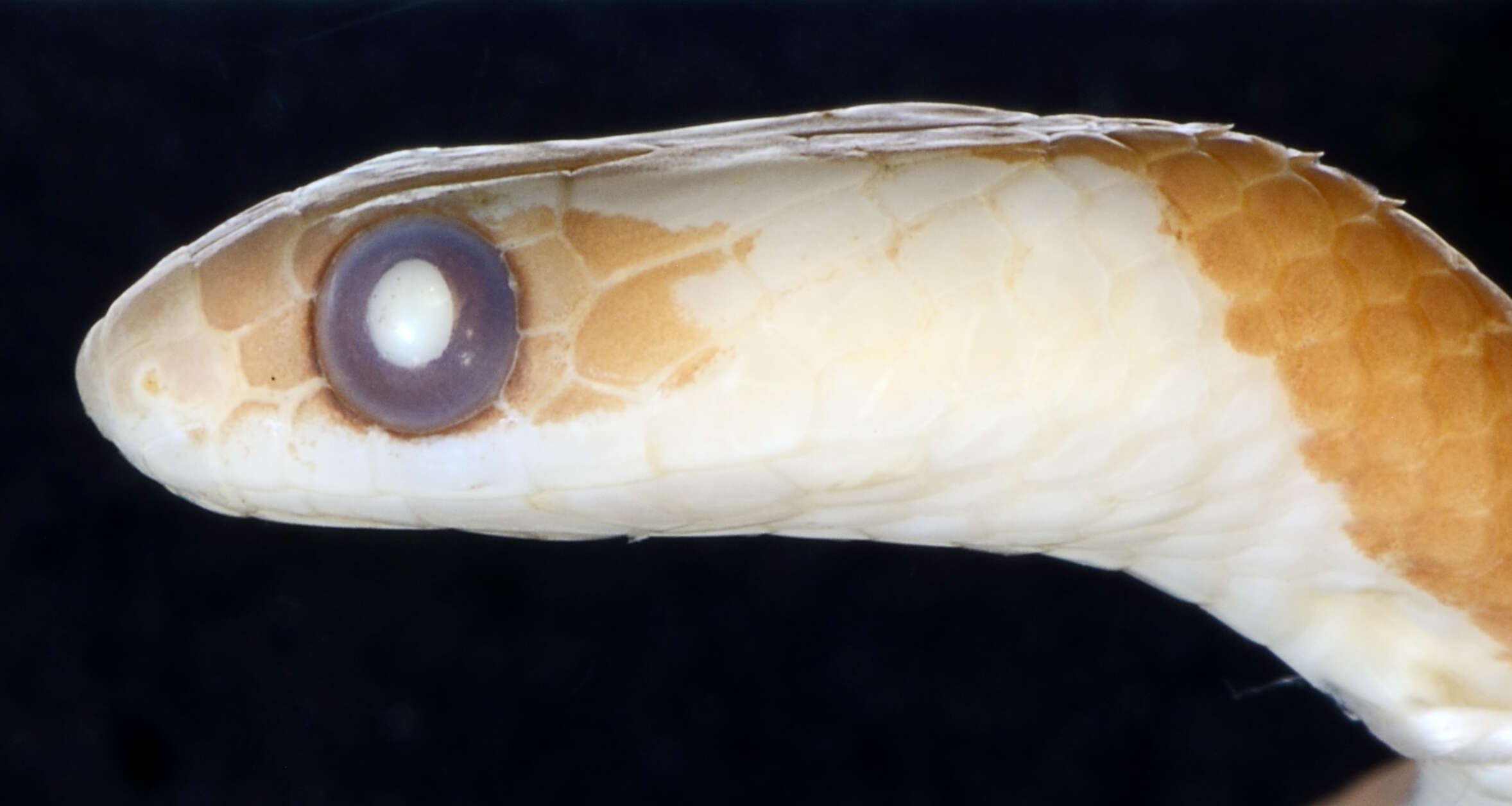 Image of Blanford's Bridal Snake