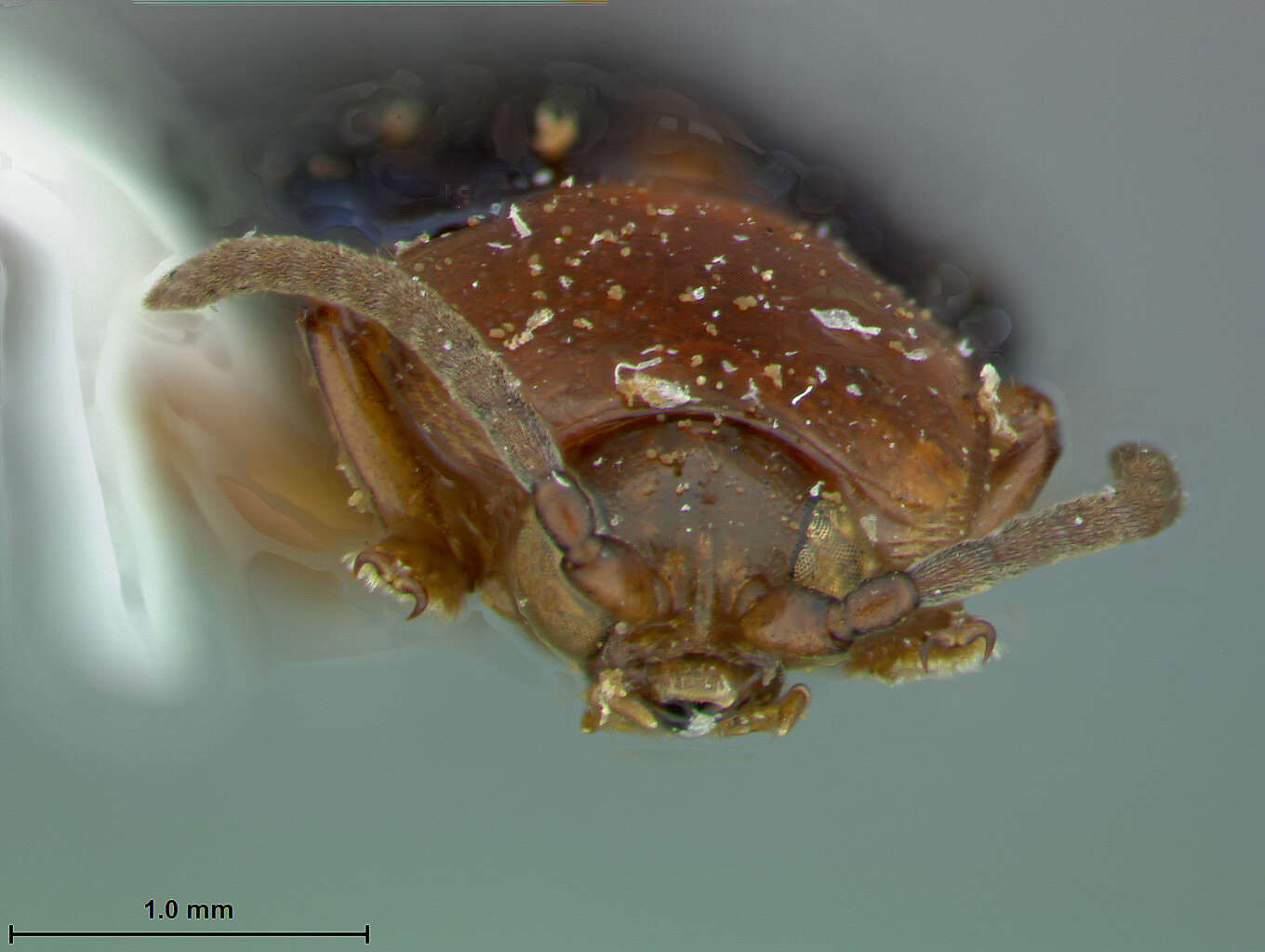 Image of Cephaloleia lepida Staines 1996