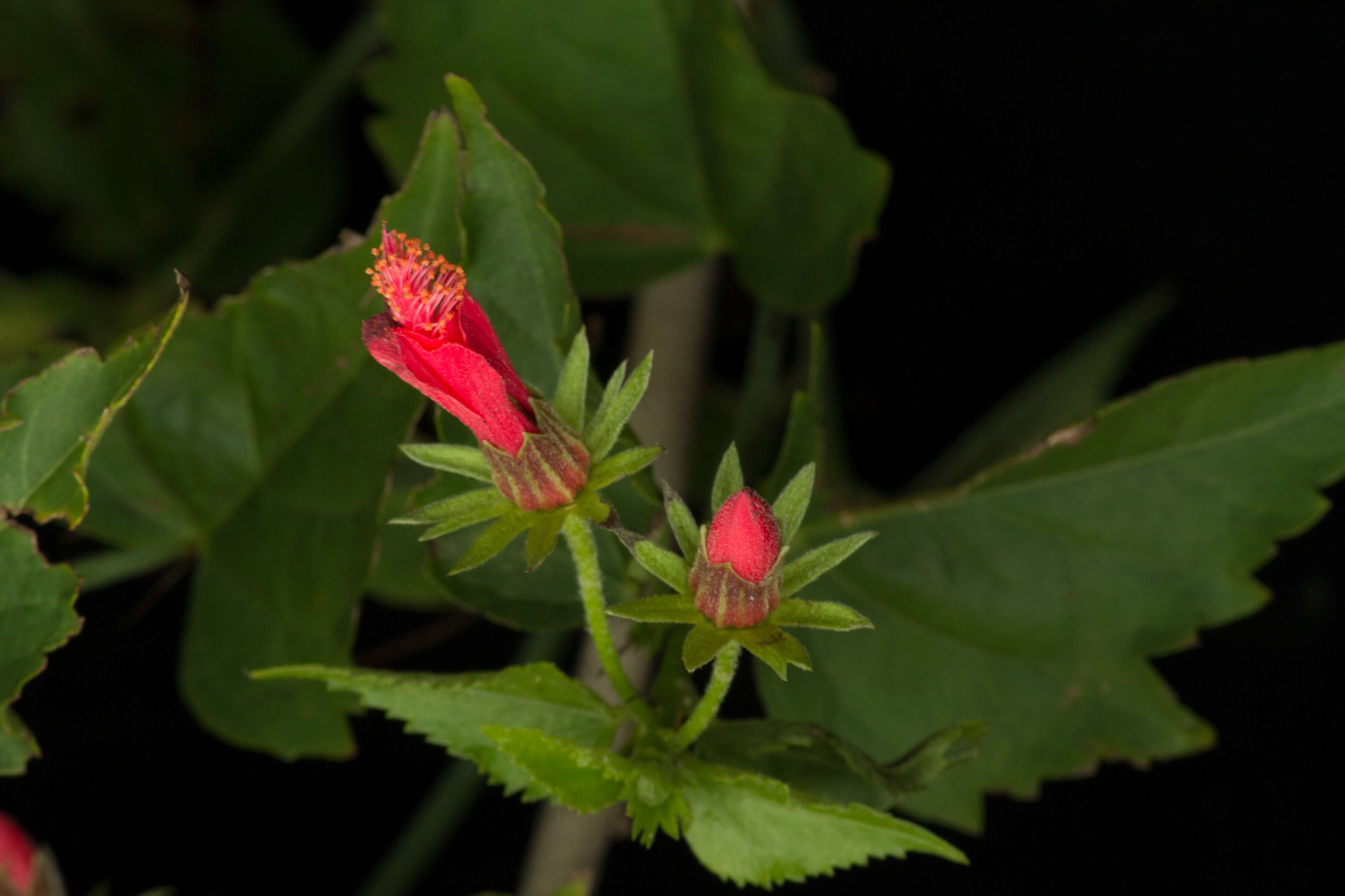 Image of Hibiscus peripteroides P. A. Fryxell