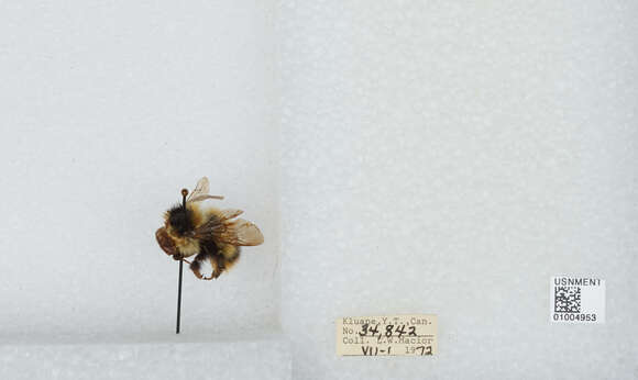 Image of Frigid Bumble Bee