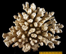 Sivun Acropora acervata (Dana 1846) kuva