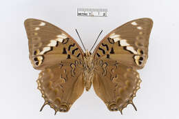 Imagem de Charaxes tiridates Cramer 1777