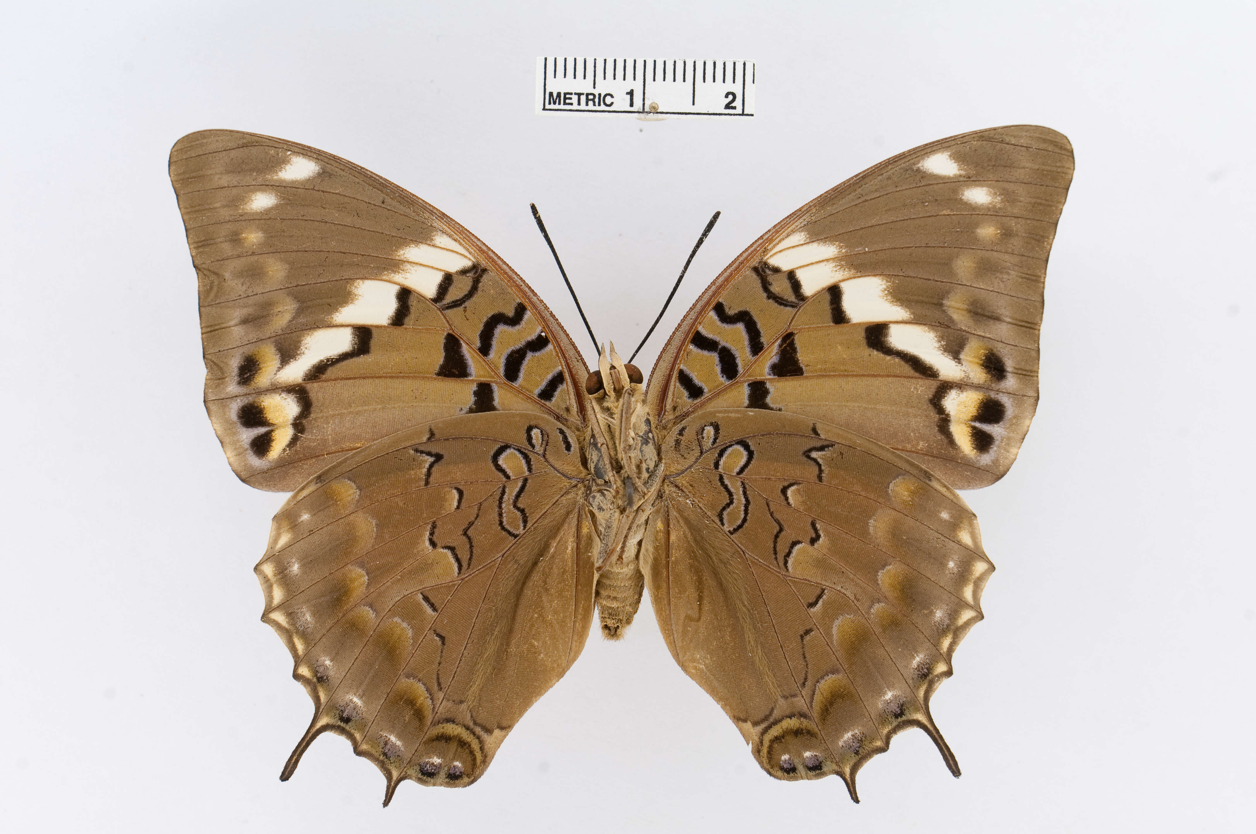 Imagem de Charaxes tiridates Cramer 1777