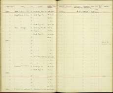 Calyptomena viridis siberu Chasen & Kloss 1926的圖片