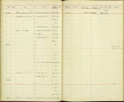 Calyptomena viridis siberu Chasen & Kloss 1926的圖片