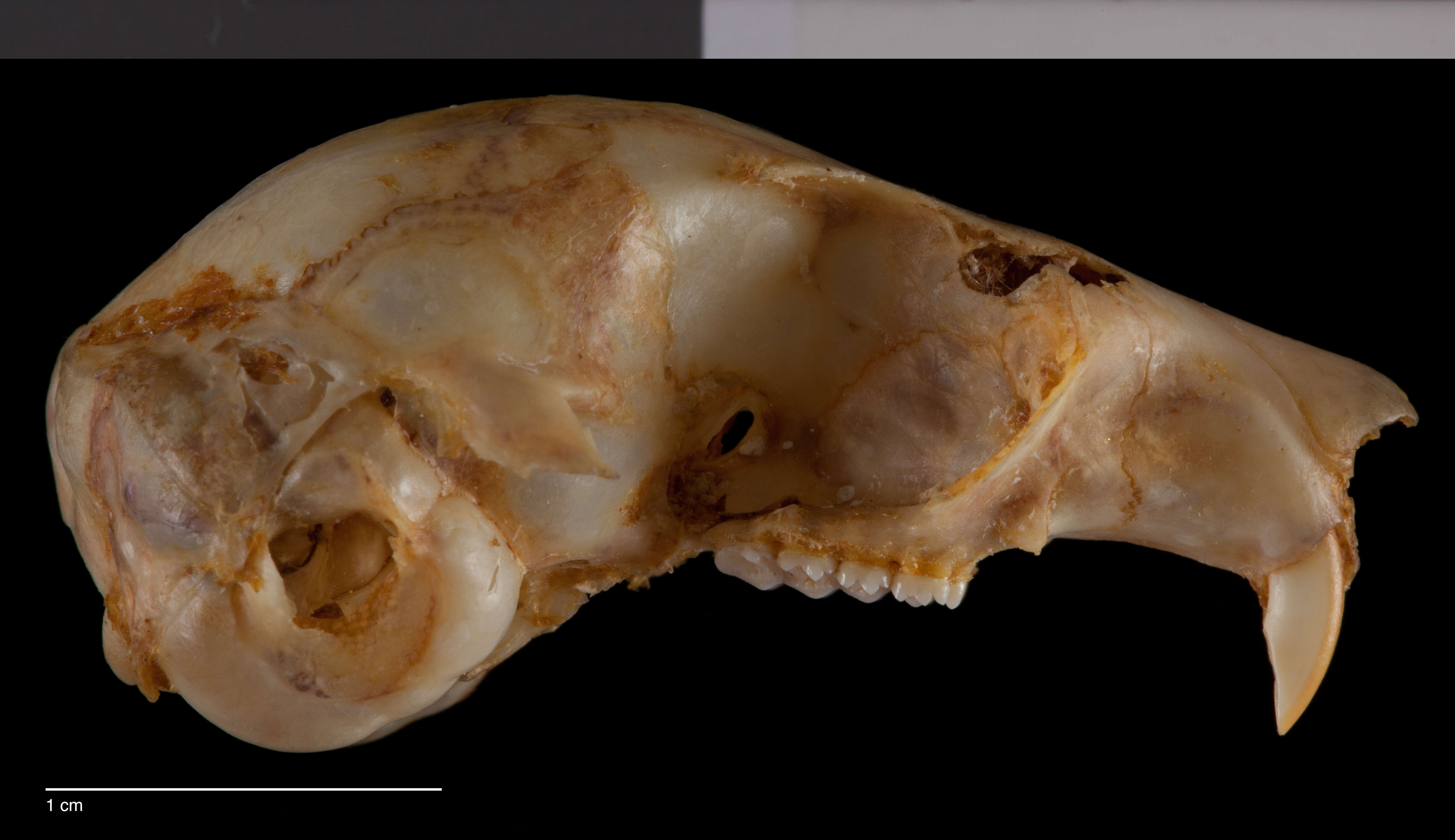 Image of Glaucomys volans madrensis Goldman 1936