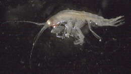 Image of Amphipoda