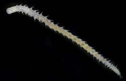 Image of red rock worm