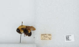 Слика од Bombus affinis Cresson 1864