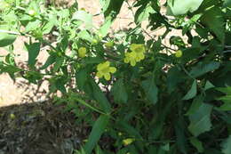 Image of downy yellow false foxglove