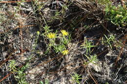 Image of Cottony Golden-Aster