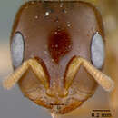 Image of Pseudomyrma maligna Wheeler