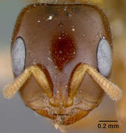 Image of Pseudomyrma maligna Wheeler