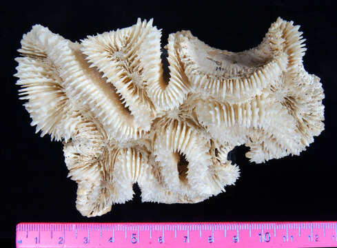 Image of Largebrain Root Coral