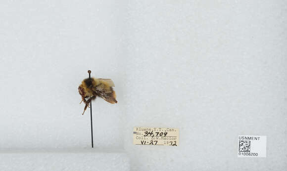 Image of Frigid Bumble Bee