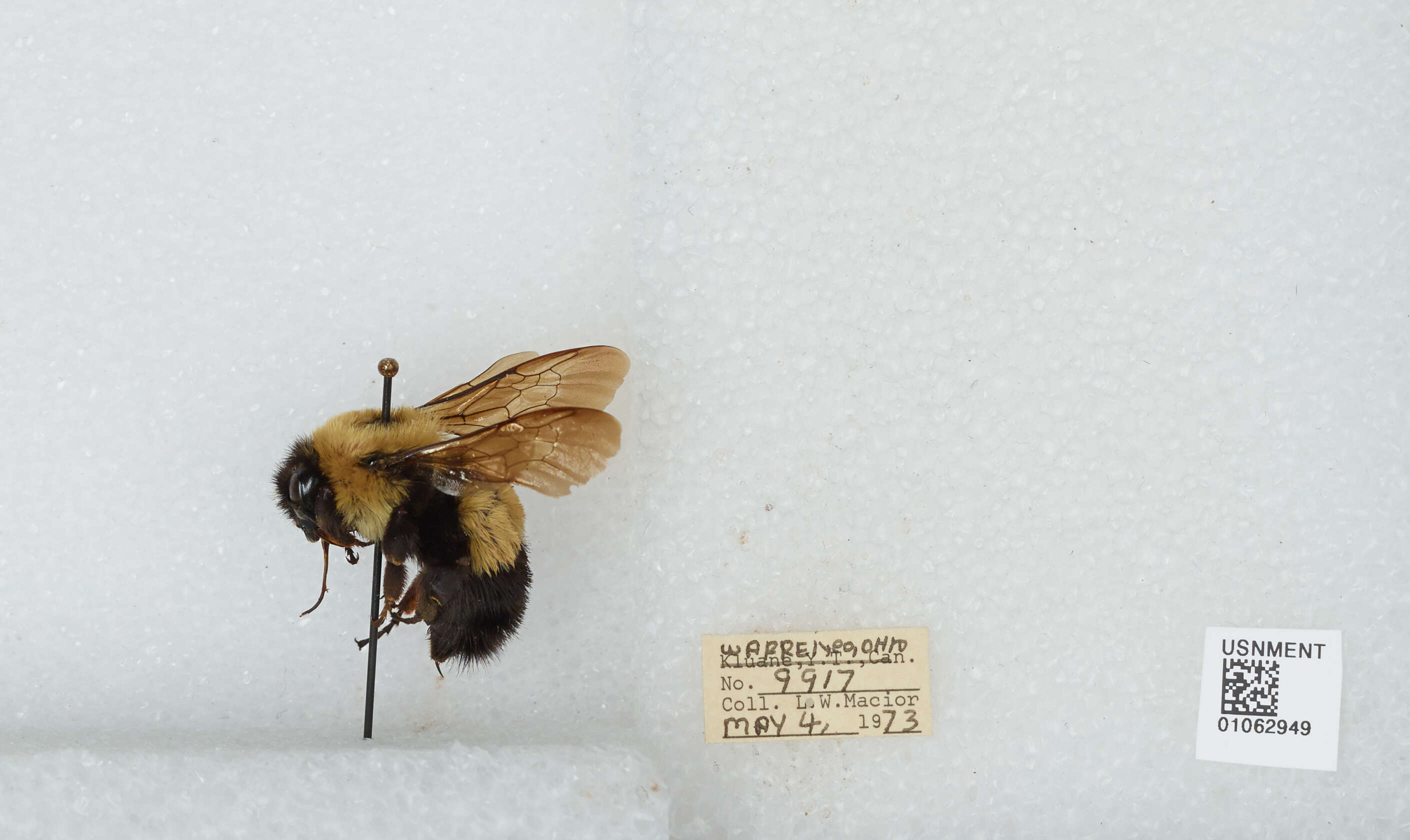 Слика од Bombus affinis Cresson 1864