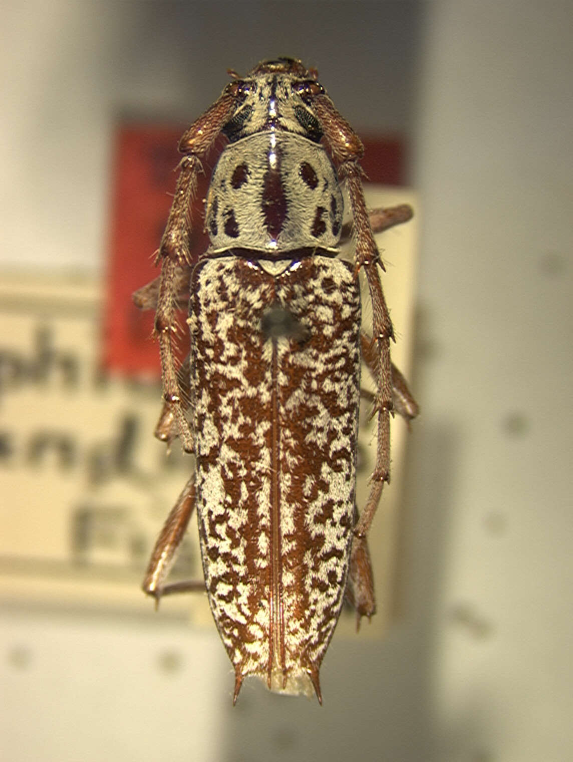 Image of Elaphidion splendidum Fisher 1932