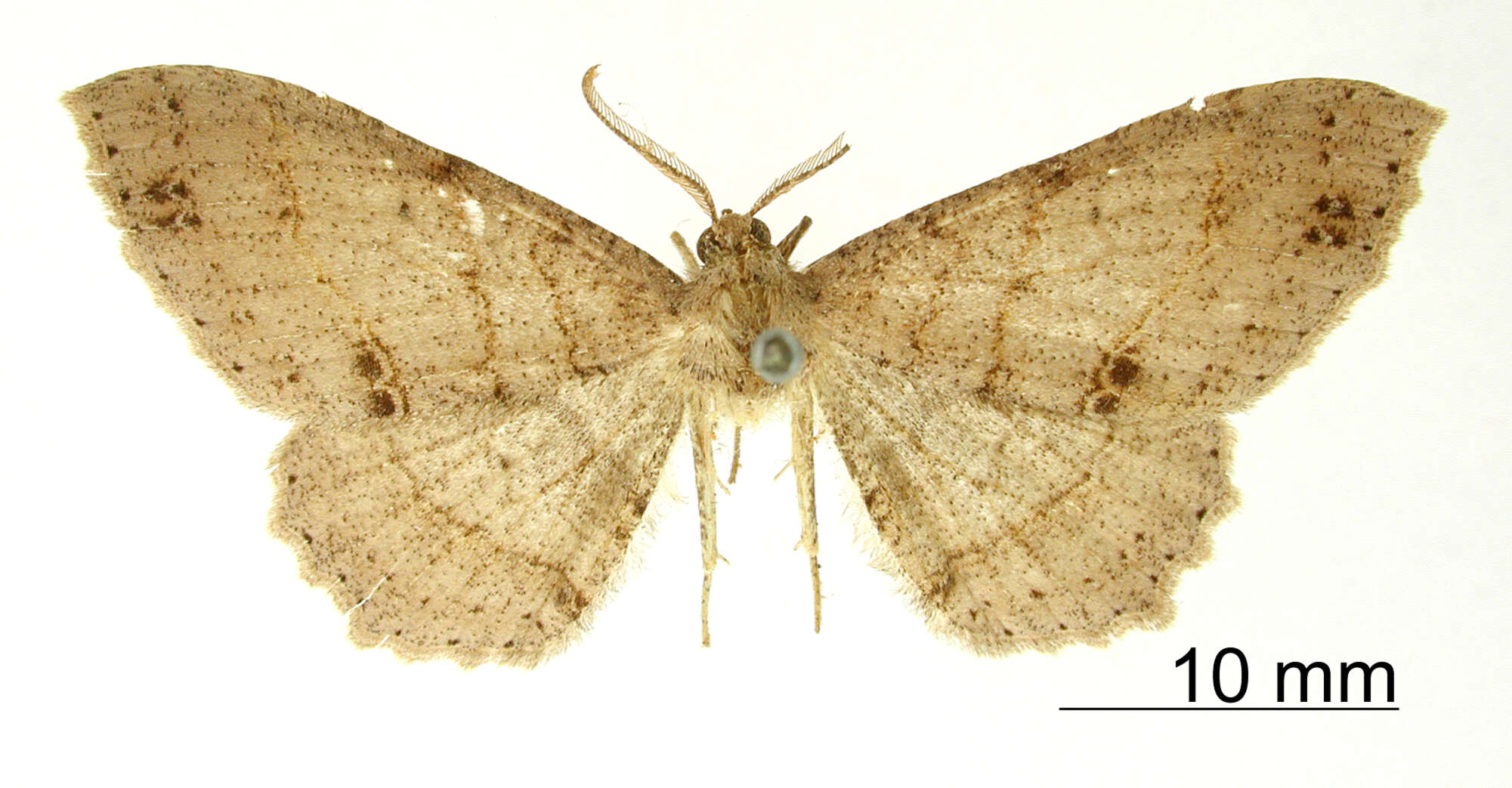 Sivun Cymatophora flexilinea Warren 1906 kuva