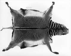 Image of Grevy's Zebra