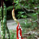 Image of Capparis flexuosa (L.) L.