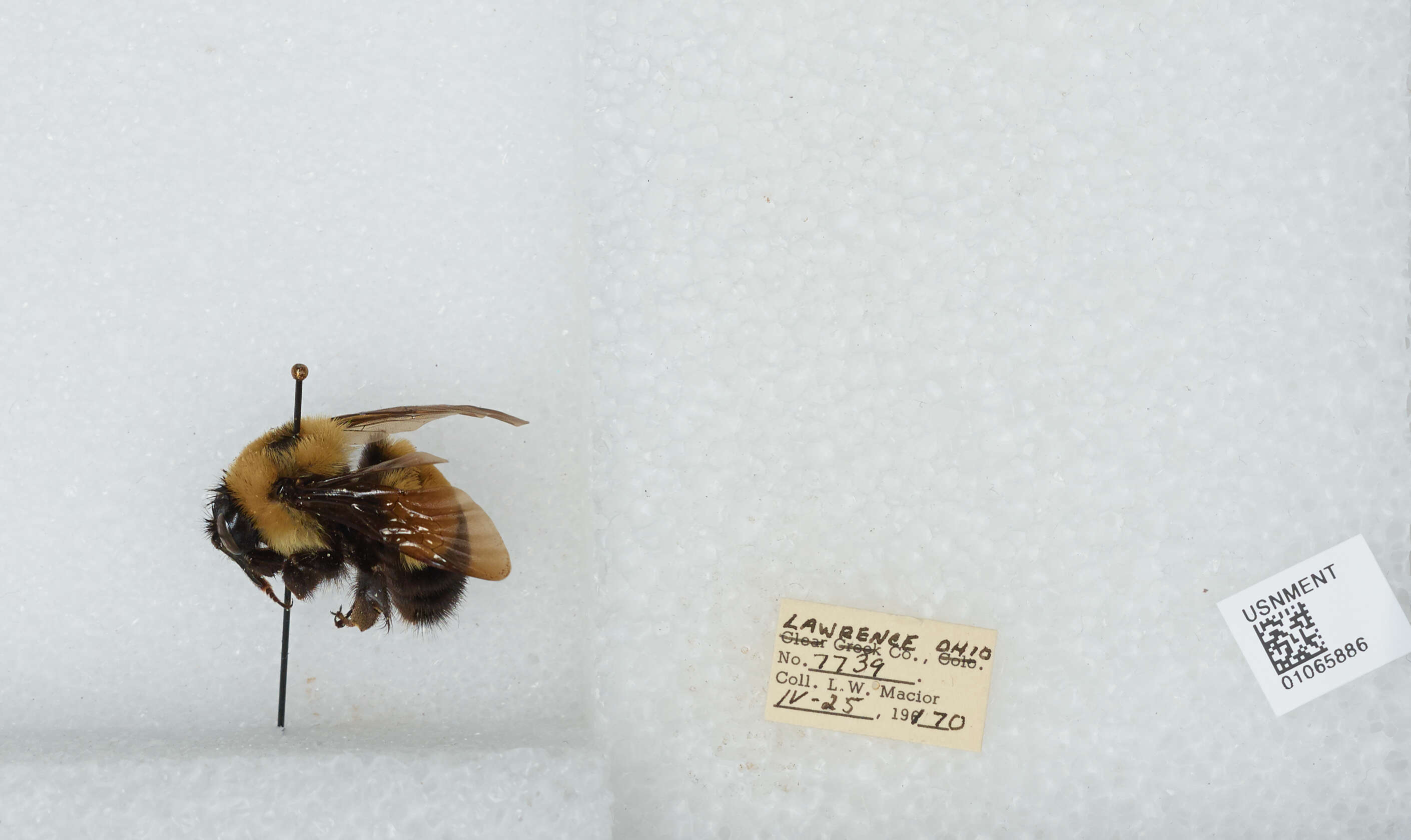 Слика од Bombus affinis Cresson 1864