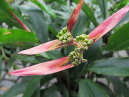 Image of parakeetflower