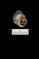 Image of Plicate Rocksnail