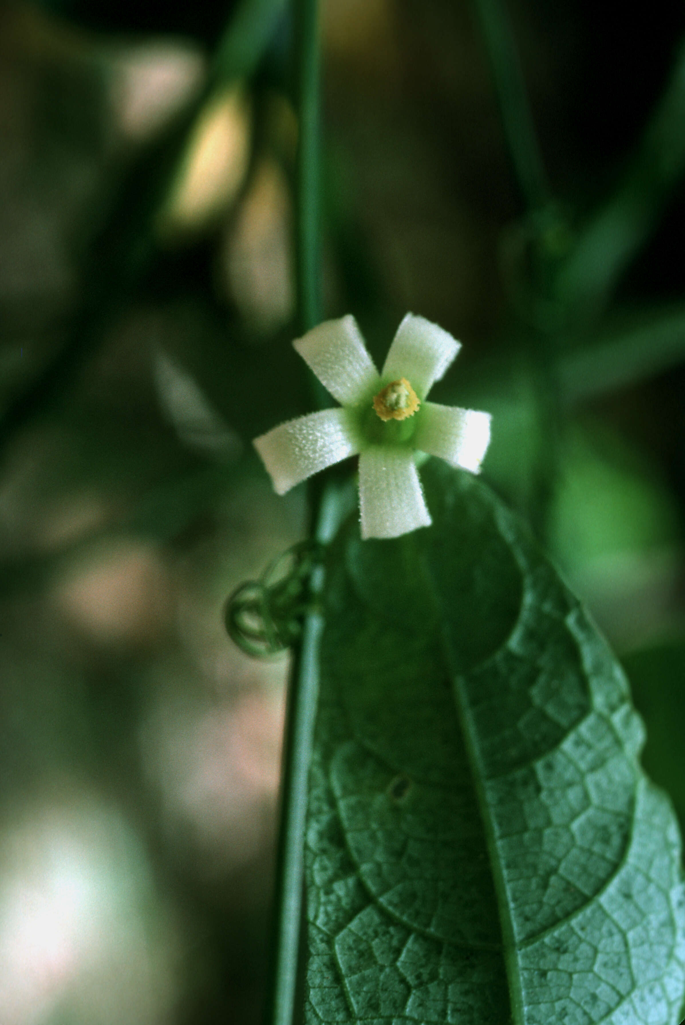 Image of American Melonleaf