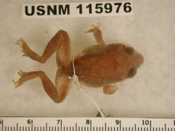Image of Brown Robber Frog