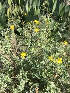 Image of Encelia Adans.