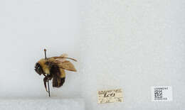 Слика од Bombus affinis Cresson 1864