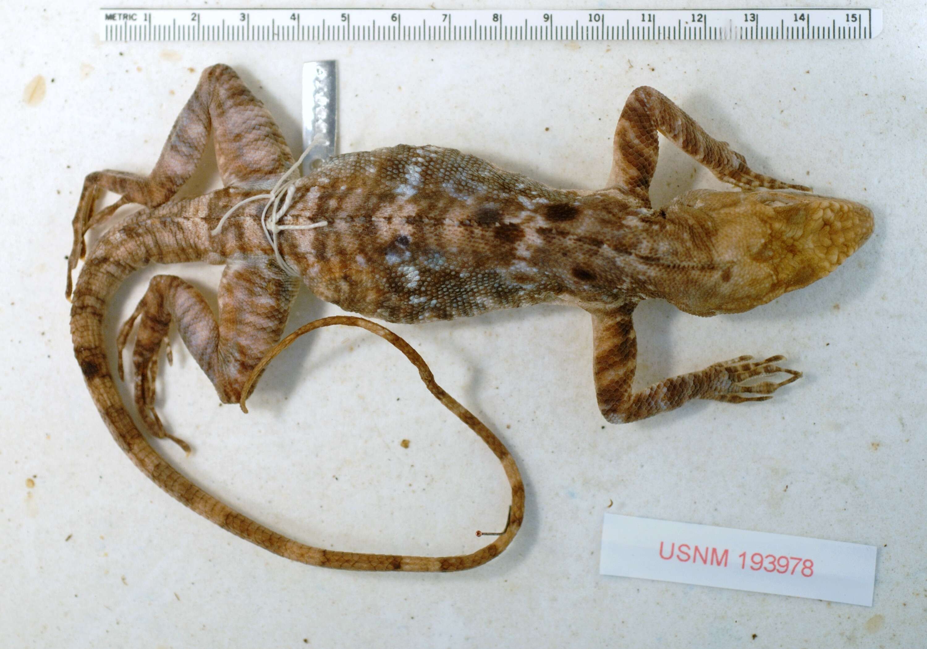 Image of Anolis baleatus fraudator Schwartz 1974