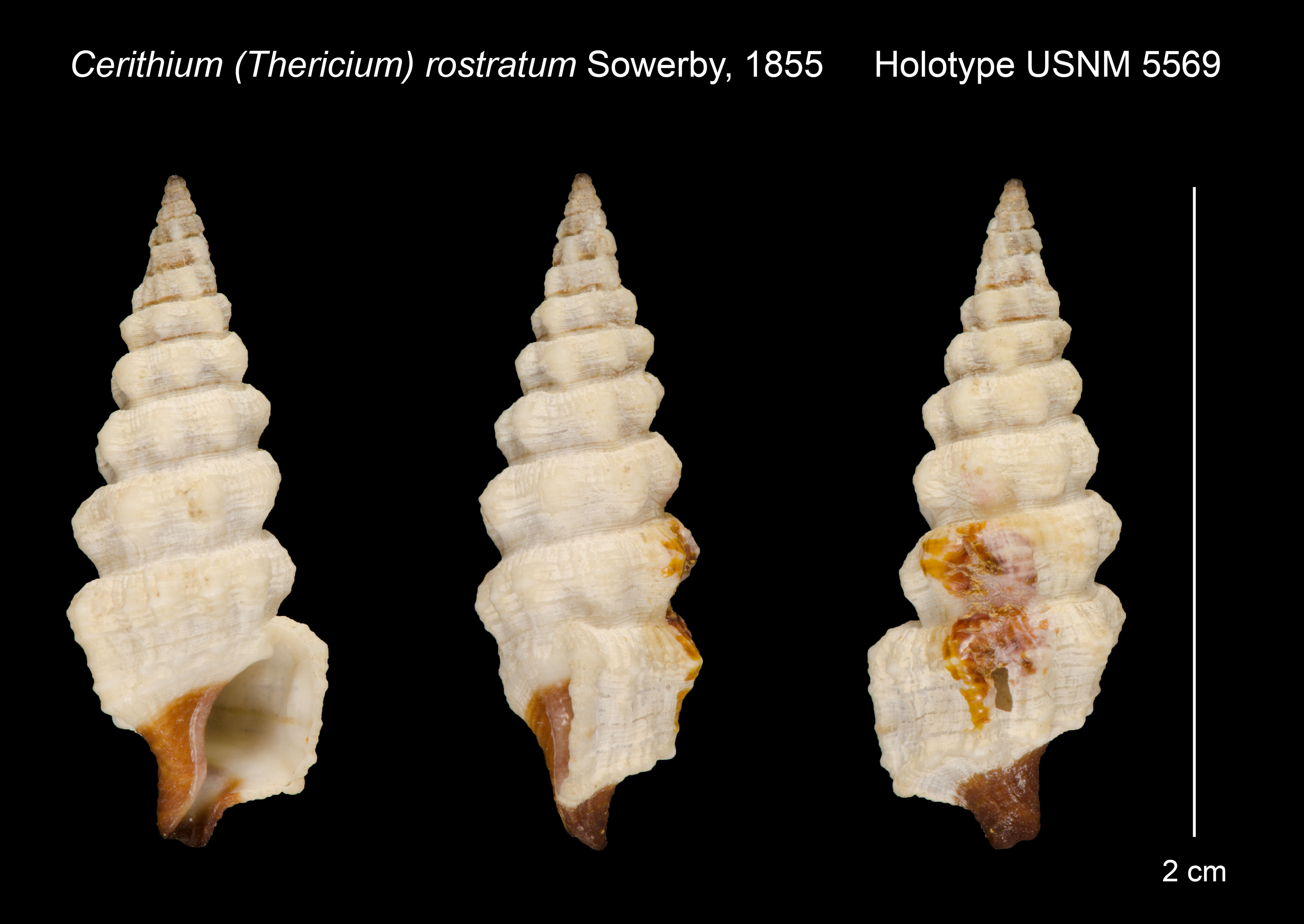 Image of Cerithium rostratum A. Adams ex G. B. Sowerby II 1855