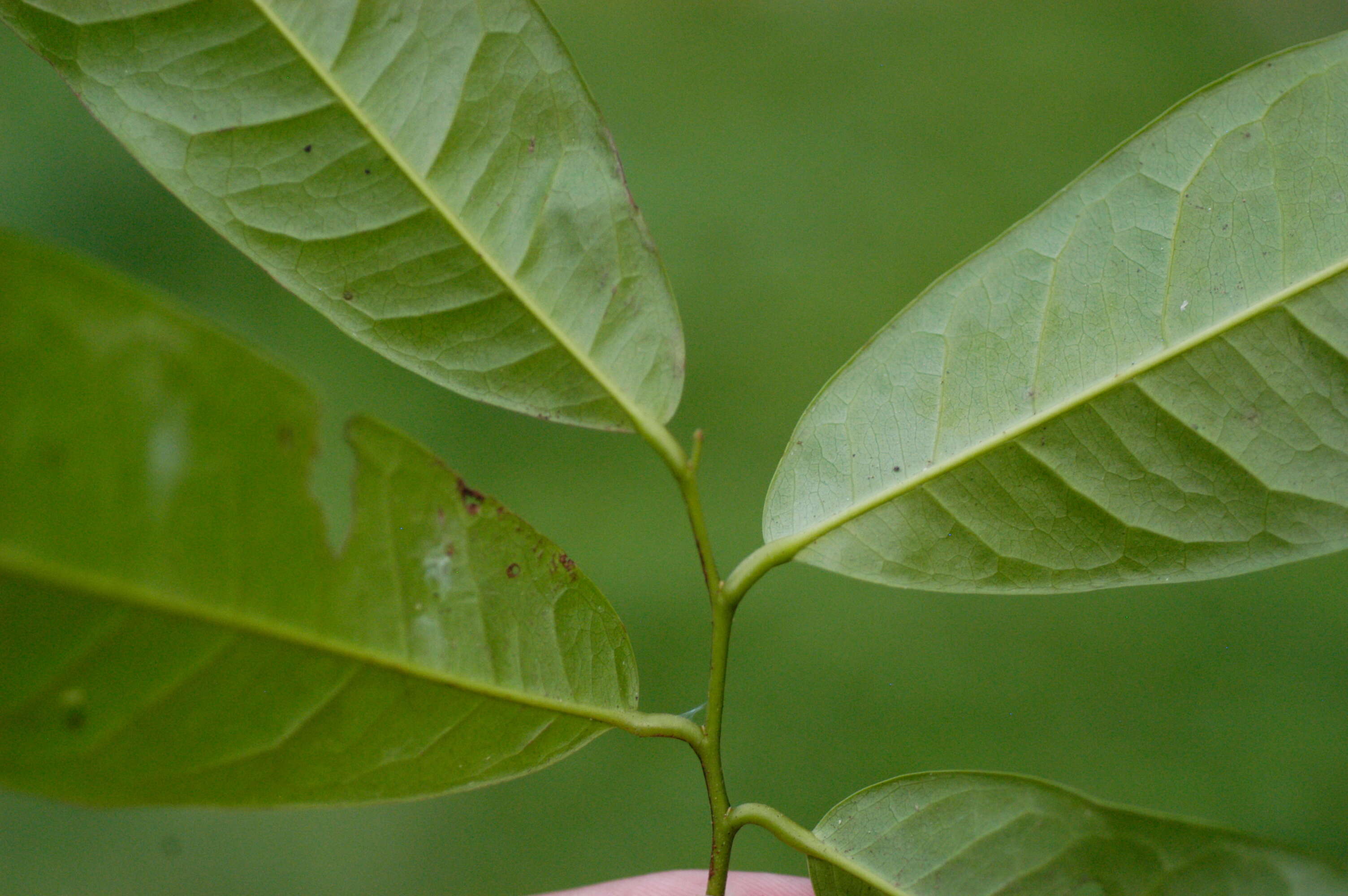 Image of Recchia simplicifolia T. Wendt & E. J. Lott