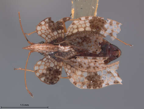 Image of Leptocysta